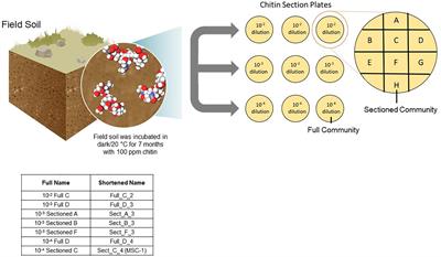 Development and Analysis of a Stable, Reduced Complexity Model Soil Microbiome